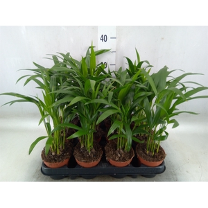 Dypsis lutescens   ...Chrysalidoca