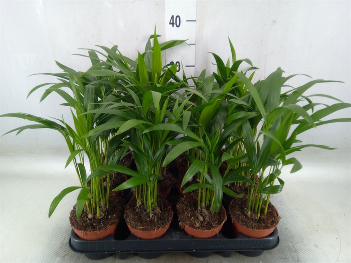 <h4>Dypsis lutescens   ...Chrysalidoca</h4>