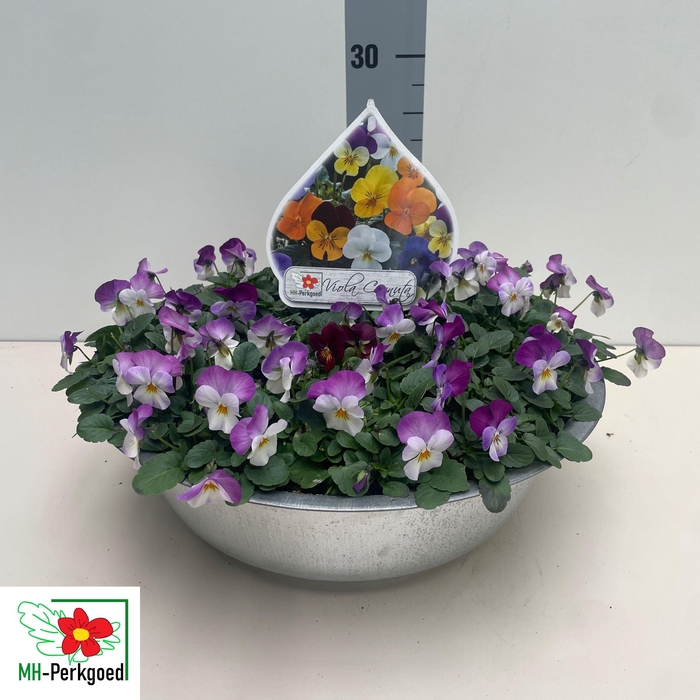 <h4>Vio Co Sorbet Gem</h4>