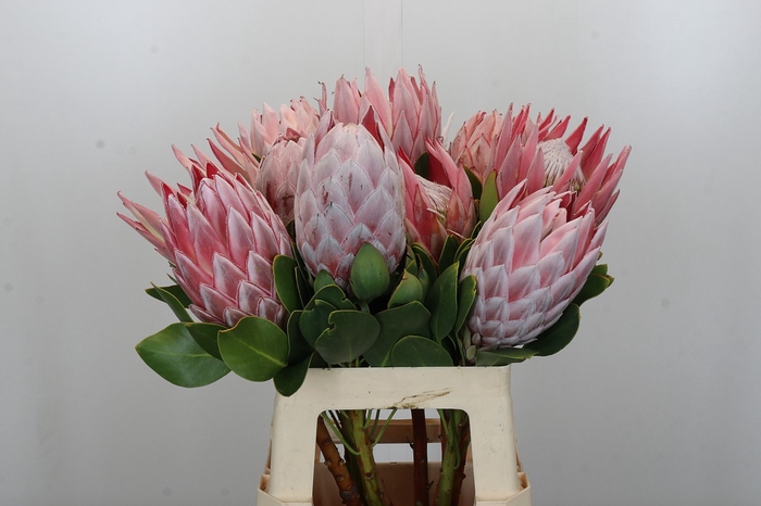 <h4>Protea Cynaroides</h4>