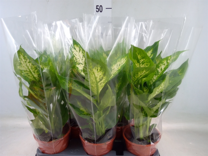 <h4>Dieffenbachia  'Compacta'</h4>