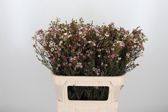 <h4>Chame Uncinatum Ziv</h4>