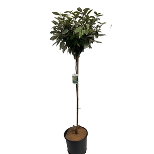 Elaeagnus ebbingii Stam 100 cm