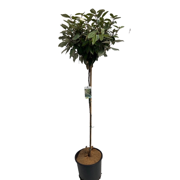 <h4>Elaeagnus ebbingii Stam 100 cm</h4>