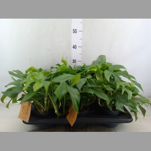 Monstera   ...