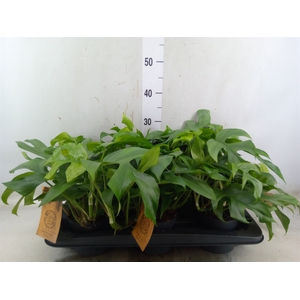 Monstera   ...