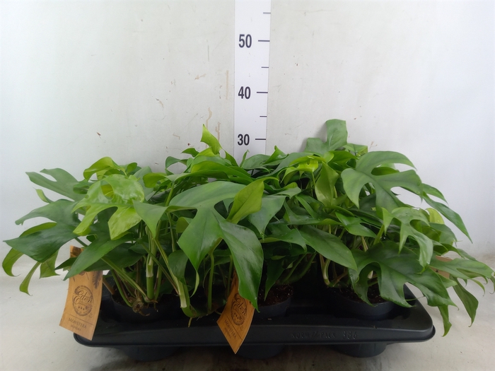 <h4>Monstera   ...</h4>