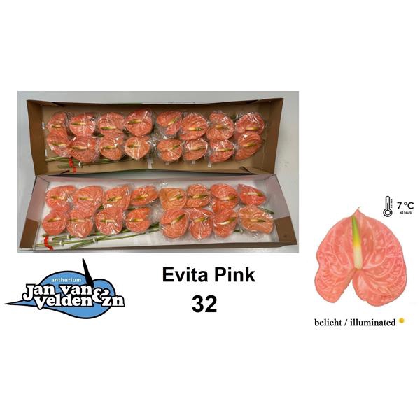 <h4>Anth A Evita Pink 11 cm X32 Jan van Velden</h4>