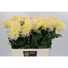 Dahlia Spider Zalm