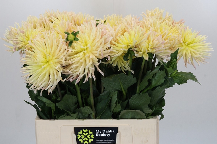 Dahlia Spider Zalm