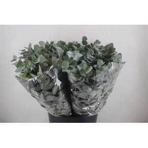 Euca Cinerea Short 150gr P Bunch