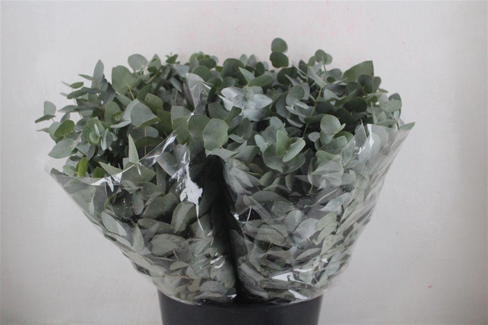 <h4>Euca Cinerea Short 150gr P Bunch</h4>