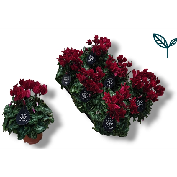 <h4>Cyclamen GARDEN WIJNROOD</h4>