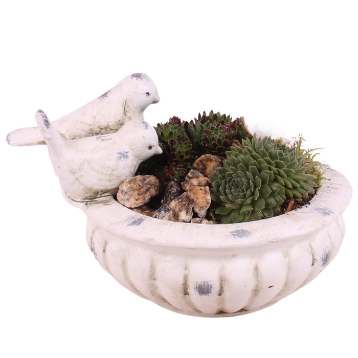 <h4>Opm Semp Arr. Outdoor Ceramic Bird Bath</h4>