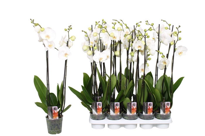 <h4>Phalaenopsis Star White, 2-spike 12+</h4>