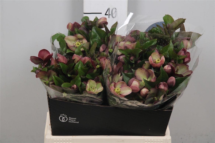 <h4>Hell Mammoth Pink</h4>