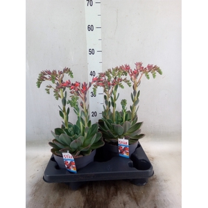 Echeveria  'Blue Prince'