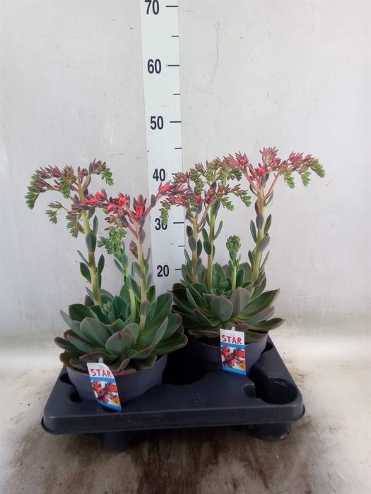 <h4>Echeveria  'Blue Prince'</h4>