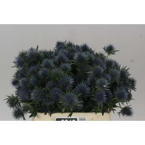 Eryngium Magnet