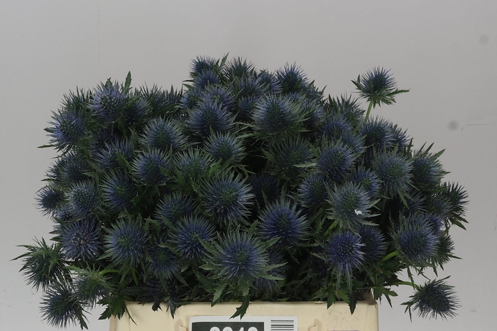 <h4>Eryngium Magnet</h4>