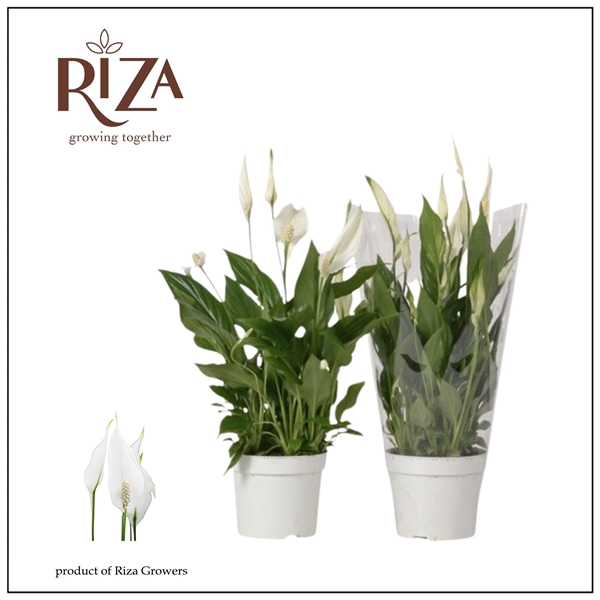 <h4>Spathiphyllum Bellini - 13 cm</h4>