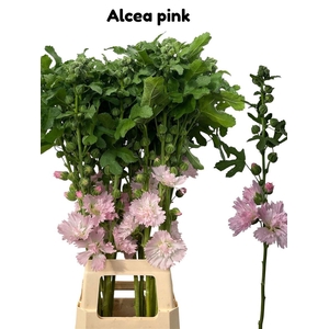 Alcea Rosea Pink