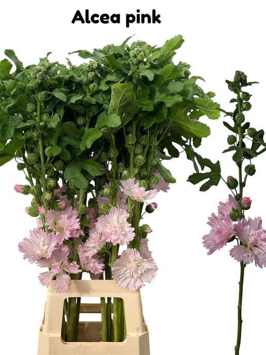 <h4>Alcea Rosea Pink</h4>