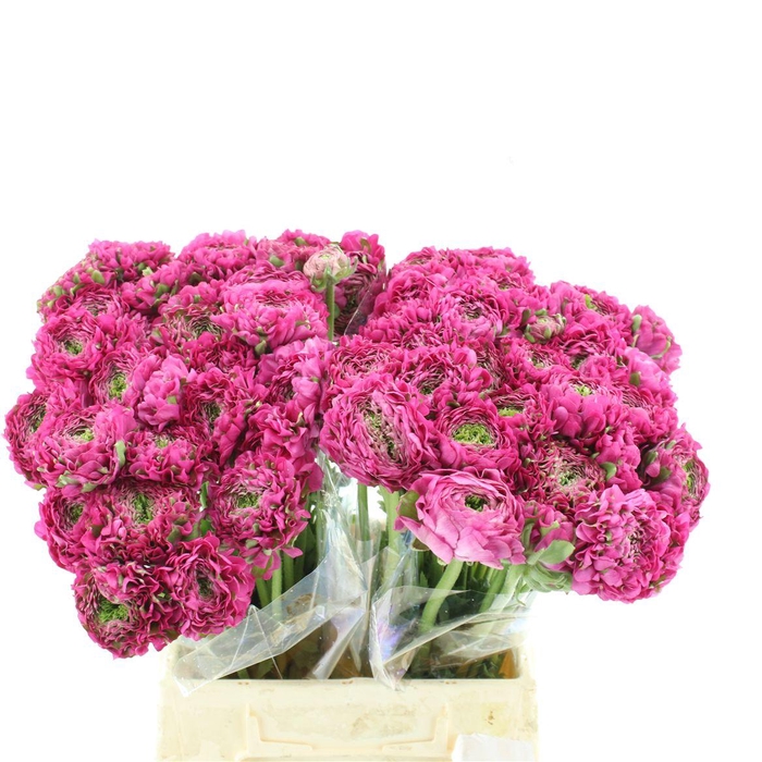 <h4>Ran Ponpon Aladdin Green/cerise Extra</h4>