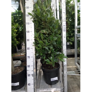Laurus nobilis