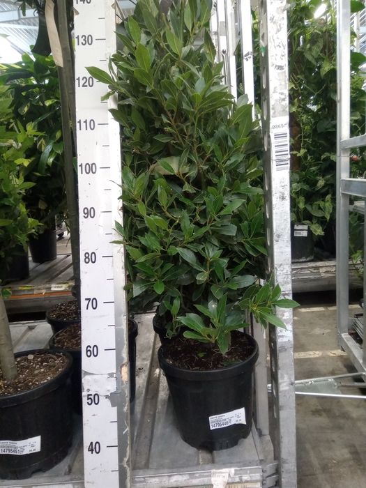 <h4>Laurus nobilis</h4>