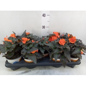 Begonia boliv. 'Encanto Orange'
