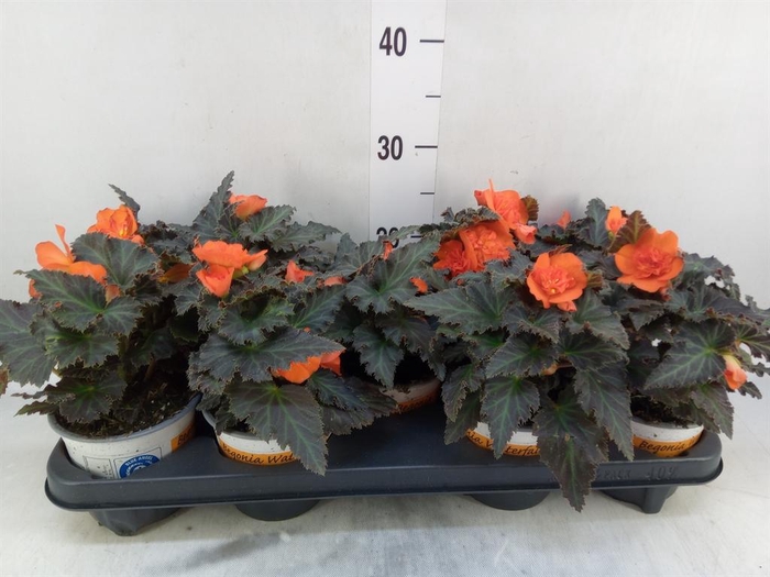 <h4>Begonia boliv. 'Encanto Orange'</h4>
