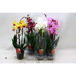 PHAL EL CASCADE