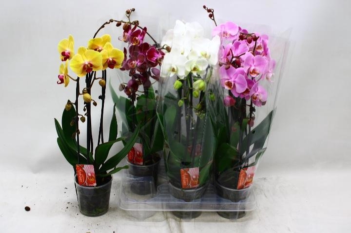 <h4>PHAL EL CASCADE</h4>