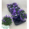 Campanula portenschlagiana Ocean