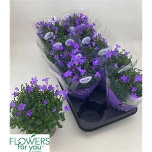 Campanula portenschlagiana Ocean