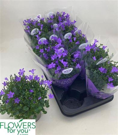 <h4>Campanula portenschlagiana Ocean</h4>