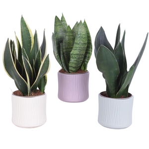 Sansevieria mix Ø12cm in Ø13cm Ceramic SE570