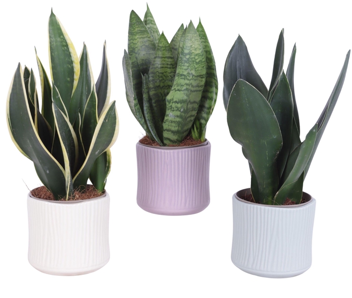 <h4>Sansevieria mix Ø12cm in Ø13cm Ceramic SE570</h4>