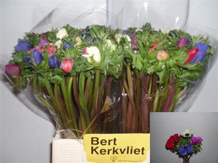 <h4>Anem Nl. Co Carmel Gem</h4>