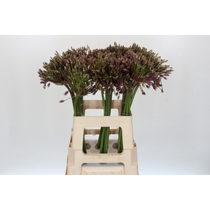 Allium Spider Promo
