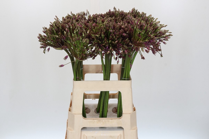 <h4>Allium Spider Promo</h4>