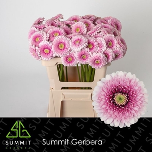 Germini Pomponi Tracy Water x60