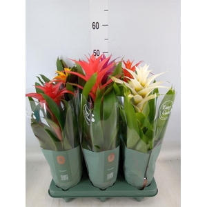 Guzmania   ...mix
