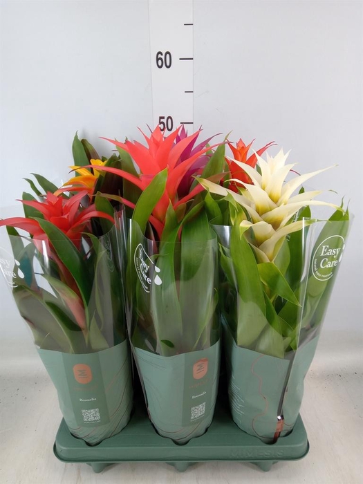 <h4>Guzmania   ...mix</h4>