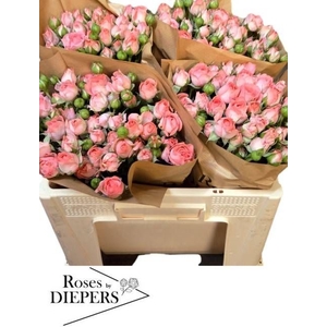 R Tr Femke Diepers