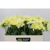 Dahlia Hilda Special