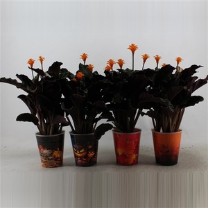 Calathea crocata Tassmania 5-6 bl Halloweenpot