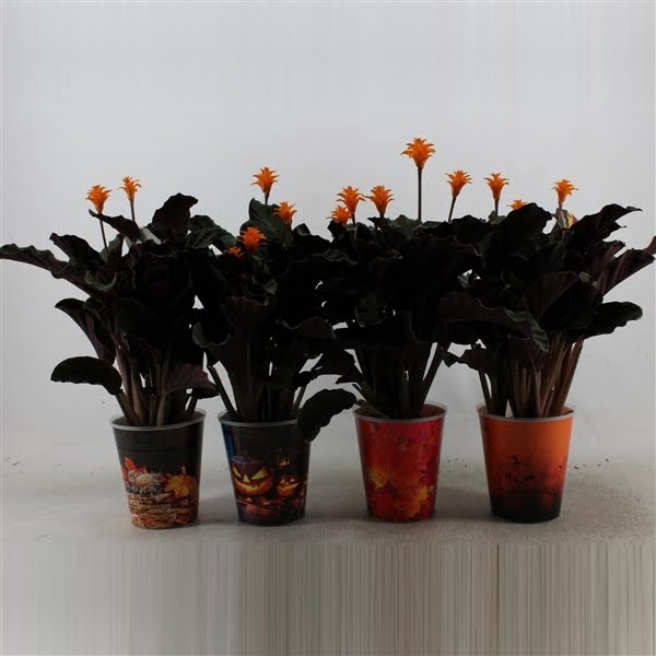 Calathea crocata Tassmania 5-6 bl Halloweenpot