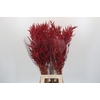 Bromelia Red Paloma